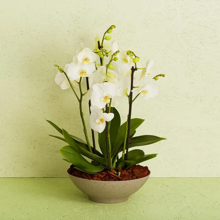 Arrangement med orkideer